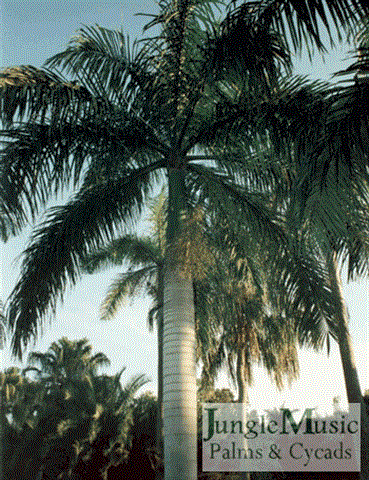 

Roystonea borinquena:

This is the Puerto Rican Royal palm.  It is shorter and thinner than it’s Cuban counterpart, but is equally and perhaps more cold hardy.  It is a fast grower (to 40 feet) and is tolerant of costal winds in California, which the Cuban Royal is not.  This species is hardy to 24-25 degrees.
