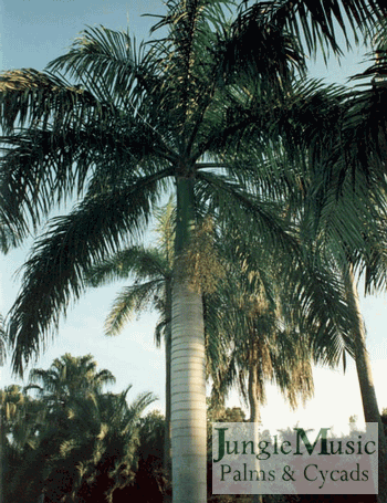  Roystonea borinquena is another attractive Royal Palm and has proven to be perhaps a bit more cold tolerant than other species.