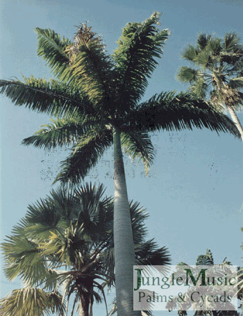  Roystonea oleracea, the South American Royal Palm, has a crown that is more upright compared to the Cuban Royal.