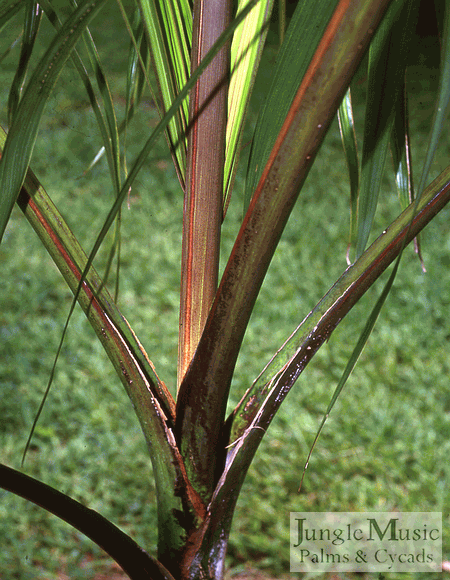  clean leaf stems of young Roystonea oleracea