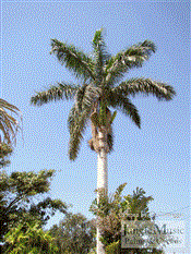  Cuban Royal Palm