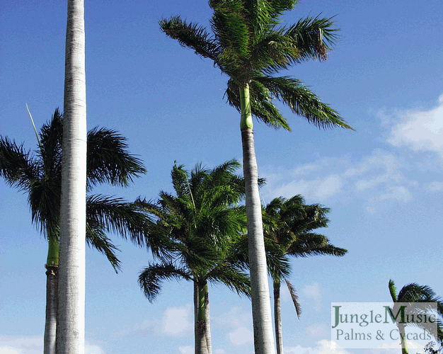  Roystonea regia, the Cuban Royal Palm, is pictured above.  Royal Palms as a group are tall, sun loving palms with full crowns that come from Florida, Cuba, the Caribbean and South America.  Known for their bulging trunks, they are very sought after.  The one from Cuba, the "Cuban Royal Palm" is most commonly seen.  