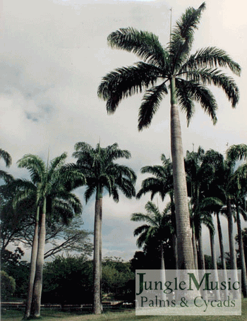 Roystonea venezuelensis has both pinnate
and slightly plumose leaves