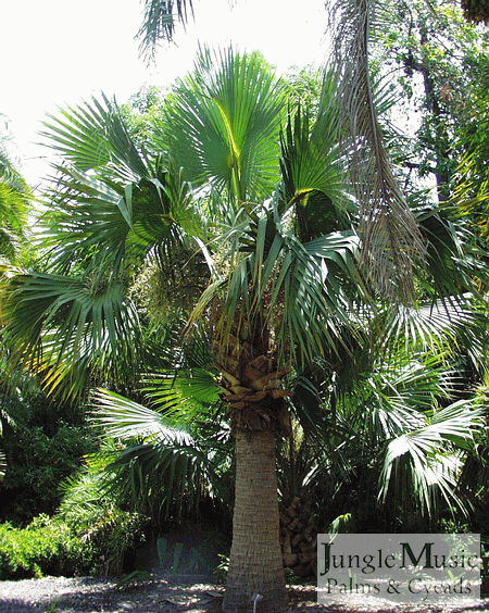 Sabal bermudana:  This is a large trunked, full sun species that will tolerate temperatures to about 15 degrees F.  It has a full head of leaves and gets to about 20 feet.  It likes full sun and heat.