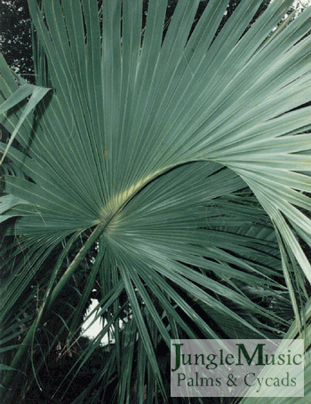  This close up of Sabal Bermudana shows perfectly
how this cost palmate leaf is an "in-betweener" of the
two types of leaves.  Note how the petiole extends
into the body of the leaf. 