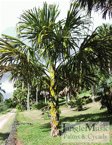 Sabal species:  There are lots of Sabals worthy of trying that can take down to 28 degrees or lower.  All tend to be large, although some are small.  All are fans and like full sun.  Sabal bermudiana is quite large with huge leaves; Sabal causarium has a thick trunk and gets very tall (may tolerate down to 20 degrees); Sabal etonia is near trunk-less and likes full sun; Sabal mauritiformis (the Tropical Sabal) is very gorgeous with a full circle leaf; Sabal rosei is quite large and has re-curved leaves; Sabal uresana is blue and a knockout.  There’s lots more Sabals, and some will take into the mid teens.  Talk to your palm nurseryman.