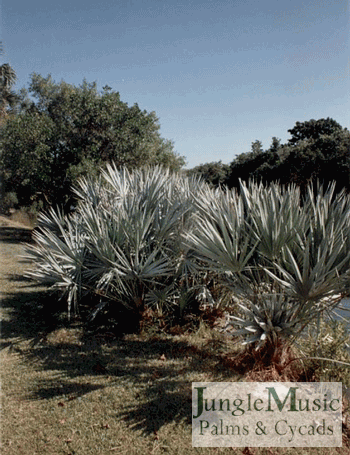 Serenoa repens:  A dwarf, suckering fan palm that is typically green in color, but occasional blue-colored varieties are available.  It will tolerate down to 10 degrees.