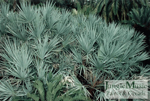  Serenoa repens, desirable blue form