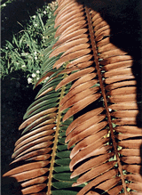 Cycad leaf showing
cold burn 