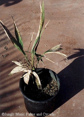 An example of a sick plant from chronic salt buildup
in the soil.