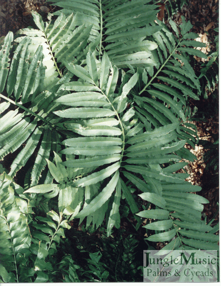  Stangeria eriopus, a fern-appearing species