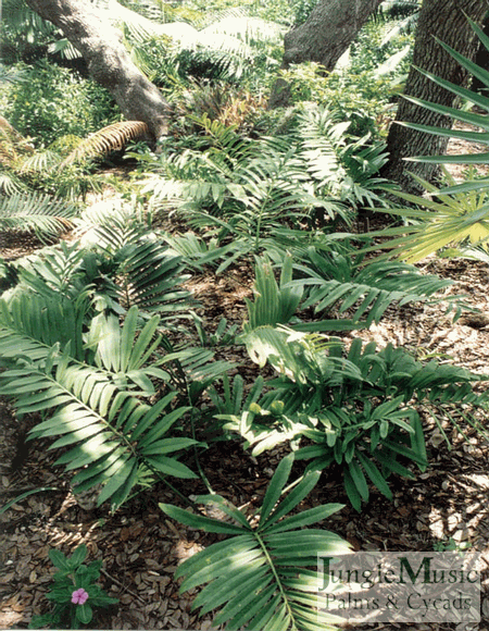  A grouping of this dwarf species, Stangeria eriopus