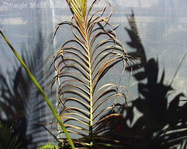  Appearance of sunburned leaf