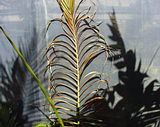  example of sunburned leaf