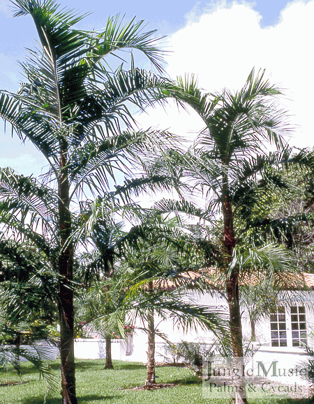  Syagrus botryophora, an alternative to the Queen Palm