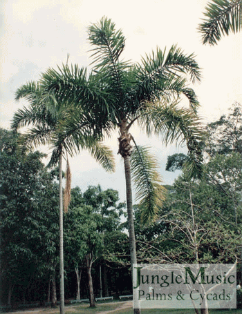 Syagrus sancona: This is a much larger species that approaches the size of the Queen Palm.  It has a thick trunk, pinnate leaves and is quite beautiful.  Cold hardy to about 27 degrees.