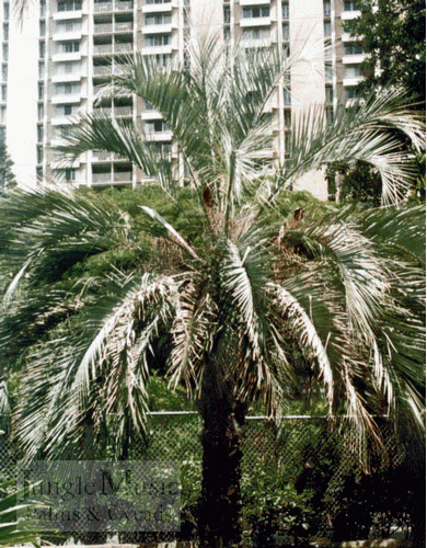 Syagrus X Butia:

This is the opposite hybrid to the “mule palm” (Butia X Syagrus).  It is a bit more queen-like in appearance, though it certainly has Butia features.  It is slightly less cold hardy, about 18 degrees and has a thinner trunk usually.  This species is great for sun and heat and will eventually get 25 feet or so