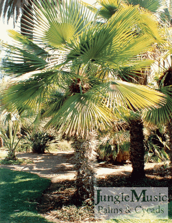  Trithrinax acanthicoma