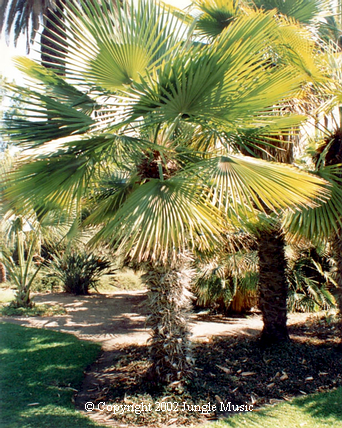  Trithrinax acanthicoma