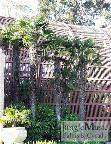  Trachycarpus fortunei, Balboa Park, San Diego, CA