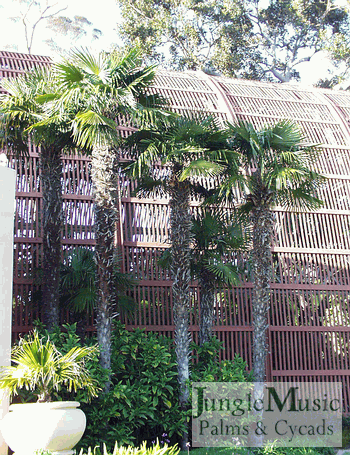 

Trachycarpus fortunei:  A single trunk, medium height fan palm with a hairy trunk and nice full head.  Known as the Chinese Windmill Palm.  It will tolerate temperatures down to about 5 degrees.
