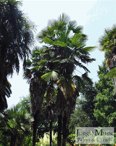  Trachycarpus fortunei, colony, Southern California