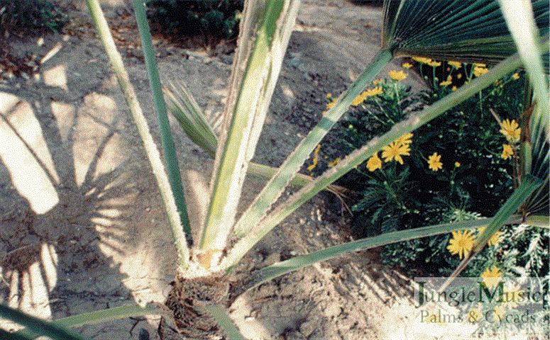  Close up of spear of T. martianus