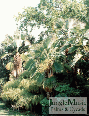 

Trachycarpus martianus: A medium sized, single stemmed fan palm with wooly material on the petiole.  Prefers full sun, but can tolerate strong filtered light.  Very attractive.  Tolerates down to about 20 degrees
