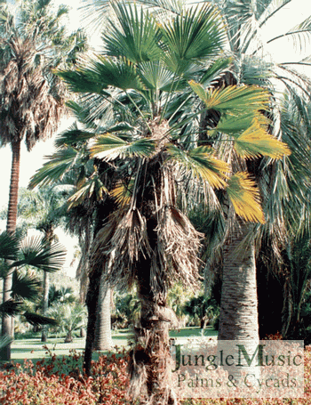 Trachycarpus wagnerianus:  A medium sized fan palm with small, stiff leaves.  It prefers full sun and can tolerate wind.  It can withstand temperatures to about 20 degrees and by some reports down to 15 degrees.