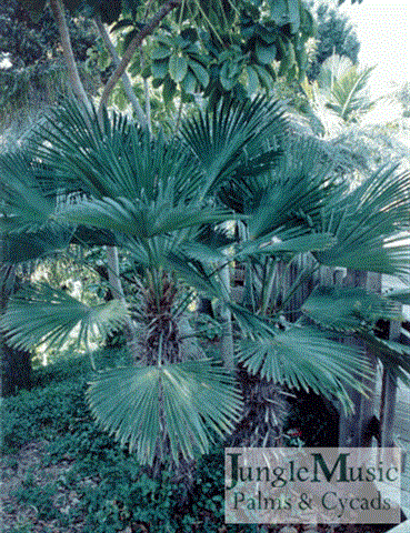  Trachycarpus wagnerianus, domestic garden