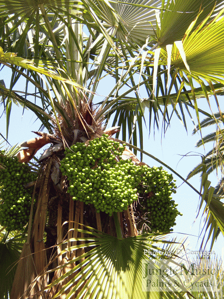 Trithrinax acanthicoma immature fruit.  These
seeds will turn yellow in color.