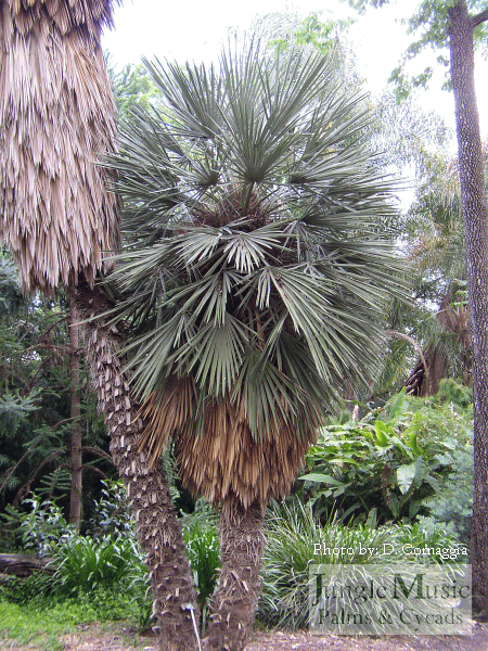 

Trithrinax campestris:   A very sought after and hard-to-find suckering, blue fan palm that tolerates hot dry sun and temperatures down to about 18 to 20 degrees
