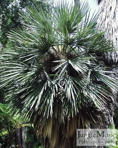  Trithrinax campestris - too much for the front row of the garden