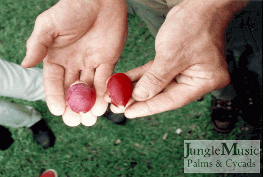 Seeds of Veitchia montgomeryana with fruit attached.
Note how colorful this red fruit is.  Seed inside is brown