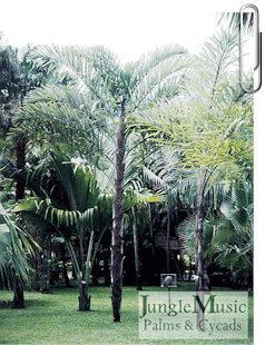 

Wallichia disticha:  A unique feather palm with matting on the trunk and a single plane arrangement of the leaves.  Its fat from one side, thin from the other.  Looks like a Caryota.  Cold tolerance to about 28 degrees.  Its cousin, W. densiflora is also about the same cold tolerance, but this species suckers.
