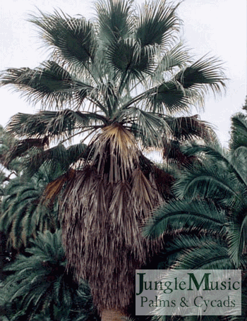 Washingtonia filifera:  A large single-trunked, tall fan palm that loves the hot desert areas and tolerates temperatures to about 15 degrees or slightly colder.  Note that Washingtonia filifera is definitely more cold hardy that it’s sister, W. robusta.   