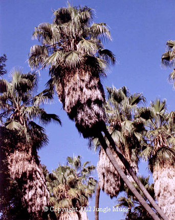  Washingtonia robusta