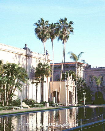 Washingtonia robusta