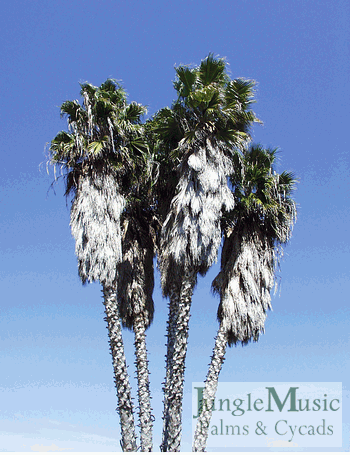  The Mexican Fan Palm 