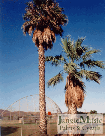  Washingtonia robusta left, filifera right