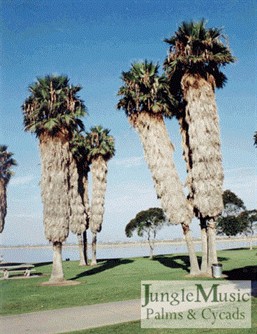  petticoat of old leaves on Washingtonia robusta