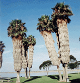  The un-trimmed petticoats of Mexican Fan Palms