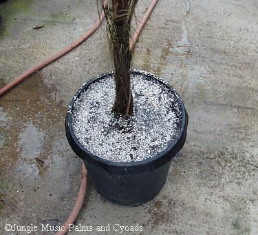   Thorough watering such that water comes out the bottom drainage holes