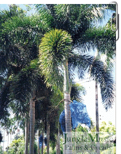 Leaves of Wodyetia bifurcata are
plumose, multi ranked and fluffy