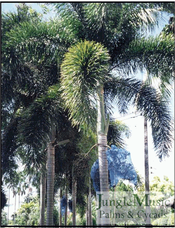  Wodyetia bifurcata, the Foxtail Palm.  This species was introduced in the late 1980's and has been very popular.  This is mostly because it doesn't get too tall, has a thin attractive trunk and crown shaft and has a small crown of fluffy leaves.  Its crown shaft is silver green and the plumose character of the leaves lends to the name "Foxtail".  It is cold tolerant to about 24 degrees F. and demands full sun.  Near the coast with damp and moist air, the leaves can brown tip.  The anticipated height in California is usually about 25 feet, although in the tropics it can get a bit taller.  This species has been hybridized with Veitchia producing a very desirable cross that grows great.