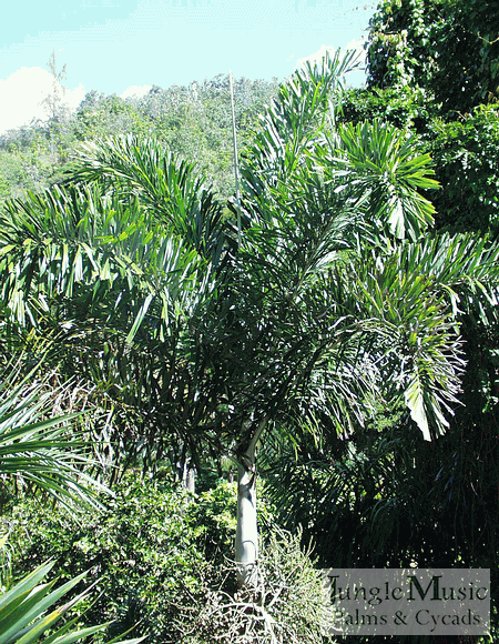  A smaller Wodyetia bifurcata in fruit.