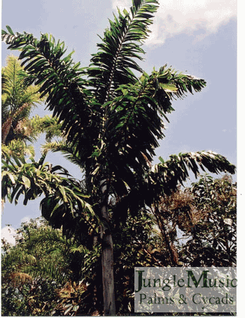  The hybrid cross Wodyetia X Veitchia, known as the "Foxy Lady Palm".  We do have these for sale. 