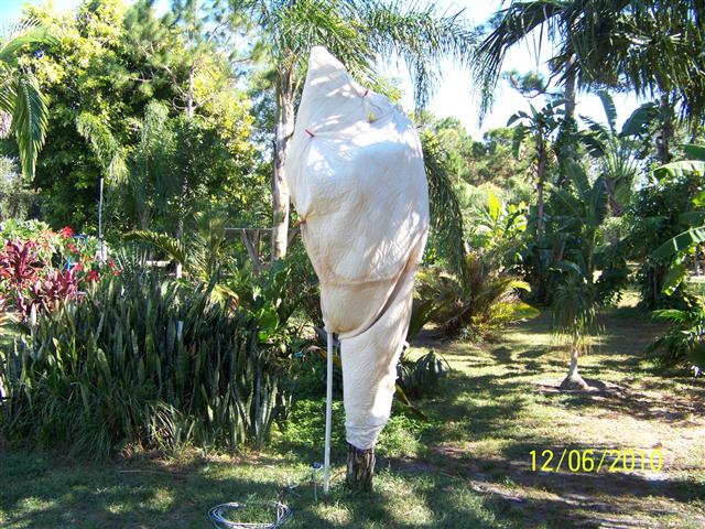   Wrapped palm, photo by WD