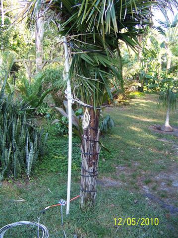   Wrapped palm, note cables, photo by WD