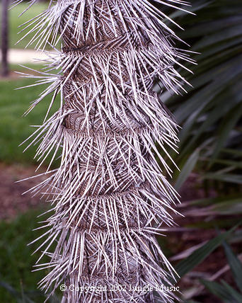  Zombia antillarum, with its unique trunk spines and fiber